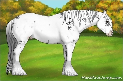Horse Color: Black Sabino Rabicano 