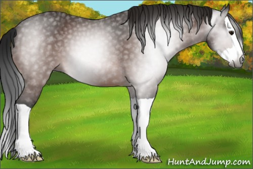 Horse Color:Gray Bay Splash 