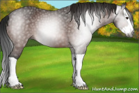 Horse Color:Gray Bay Splash 