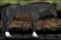 Horse Color:Brown 