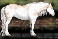 Horse Color:Silver Sable Champagne Pearl Splash Frame 