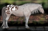 Horse Color:Bay Appaloosa 