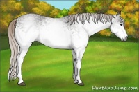 Horse Color:Gray White Spotted Silver Black 