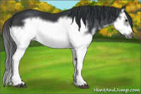 Horse Color:Black Splash Frame