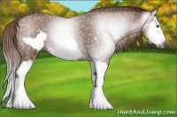 Horse Color:Gray Chestnut Splash Frame 