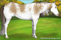 Horse Color:White Spotted Classic Cream Champagne Roan Splash
