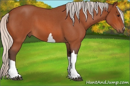 Horse Color:Silver Bay Roan