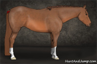 Horse Color:Liver Chestnut 