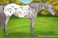 Horse Color:Buckskin Blanket Rabicano 