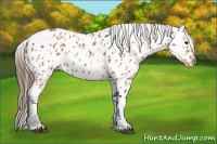 Horse Color:Bay Appaloosa