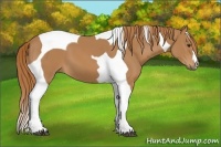 Horse Color:Chestnut Tobiano 