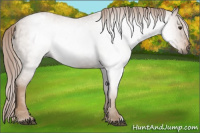 Horse Color:Gray Chestnut Appaloosa