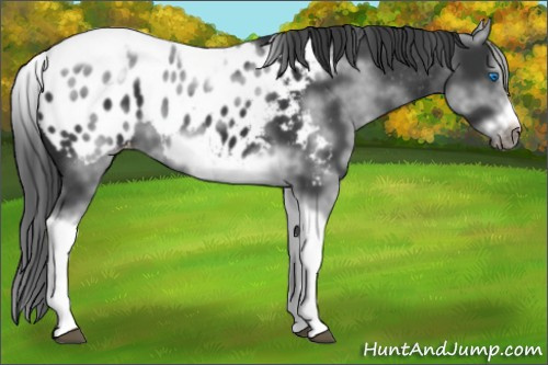 Horse Color: White Spotted Black Splash Tobiano Frame Near Leopard 
