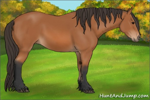 Horse Color: Bay 