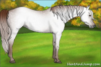 Horse Color:Gray Chestnut 