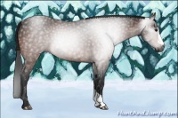 Horse Color:Gray Bay 