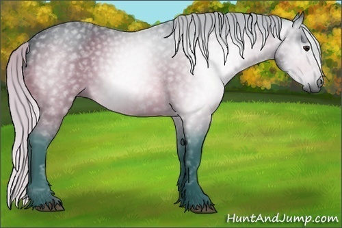 Horse Color:Gray Watercolor Silver Bay