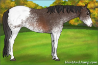Horse Color:White Spotted Brown Appaloosa 
