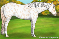 Horse Color:Gold Champagne Roan Dun Appaloosa