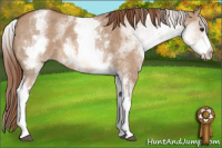 Horse Color:White Spotted Liver Red Dun Roan