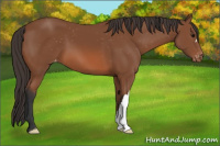 Horse Color:Bay Appaloosa 