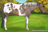Horse Color:Bay Tobiano Blanket 