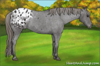 Horse Color:Smoky Black Appaloosa Rabicano 