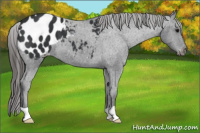 Horse Color:Black Appaloosa