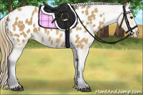 Horse Color: Unknown 