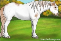 Horse Color:White Spotted Chestnut Frame 
