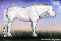 Horse Color:Silver Smoky Blue Roan Appaloosa 