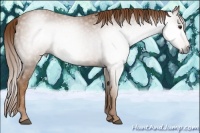 Horse Color:Gray Chestnut 
