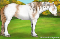 Horse Color:White Spotted Chestnut 