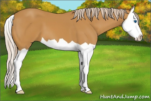 Horse Color: Palomino Splash 
