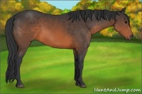 Horse Color:Brown 