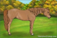 Horse Color:Chestnut Rabicano 