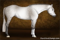Horse Color:Gray Silver Grullo 