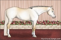 Horse Color:Gray Gold Cream Champagne Dun 