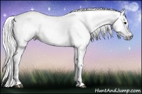 Horse Color:Gray Nacre Black 