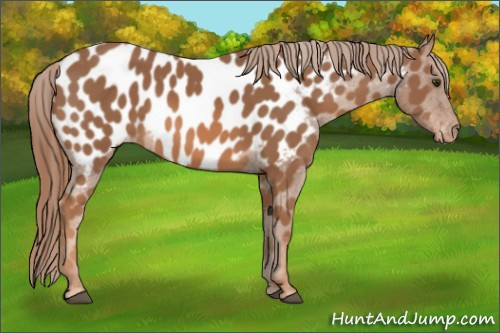 Horse Color: Liver Chestnut Near Leopard 