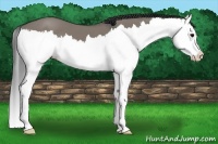 Horse Color:Grullo Splash 