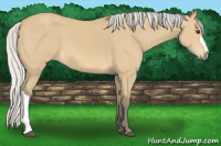 Horse Color:Silver Buckskin 