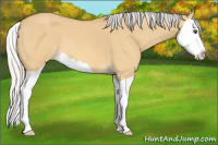 Horse Color:Silver Buckskin Dun Splash 