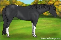 Horse Color:Black Tobiano 