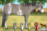 Horse Color:White Spotted Grullo 