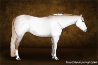 Horse Color:Gray Chestnut Tobiano 
