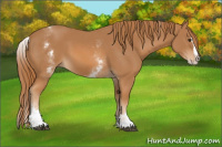 Horse Color:White Spotted Chestnut Splash