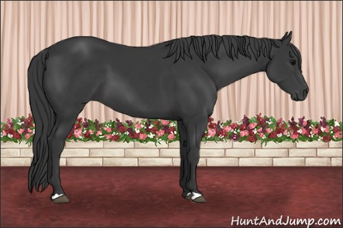 Horse Color: Black 