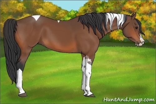 Horse Color:Bay Splash Tobiano 