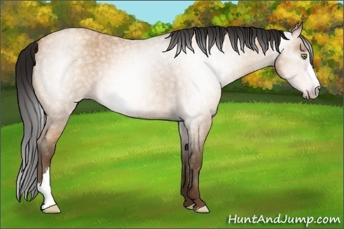 Horse Color:Gray Amber Champagne Roan 